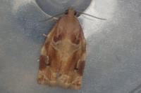 Archips xylosteana