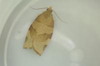 Pandemis cerasana