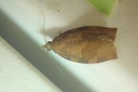 Pandemis heparana