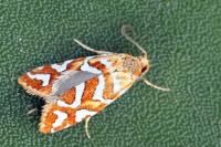 Aneuxanthis locupletana