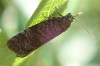 Neosphaleroptera nubilana