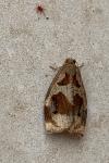 Archips crataegana