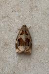 Archips crataegana