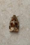 Archips crataegana