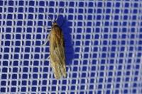 Eucosma gr. cana