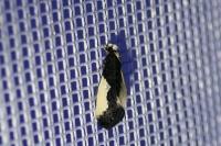 Monopis monachella