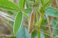Pleurota aristella