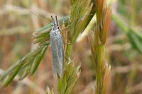 Pleurota