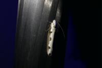 Ethmia bipunctella