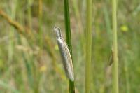 Pleurota pungitiella