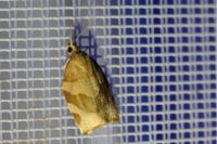 Pandemis cerasana