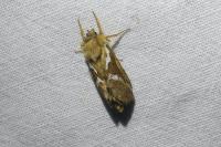 Korscheltellus lupulinus