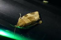 Choristoneura hebenstreitella