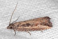 Bactra venosana