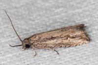 Bactra venosana
