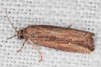 Bactra venosana