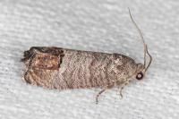 Cydia pomonella