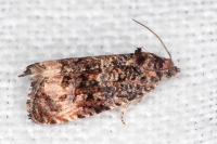 Endothenia gentianaeana