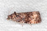 Endothenia gentianaeana