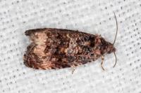 Endothenia gentianaeana