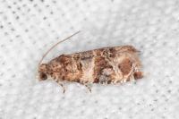 Lobesia botrana