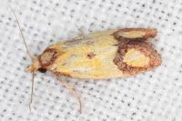 Agapeta zoegana