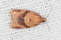Clepsis consimilana