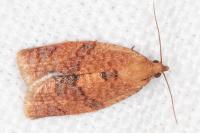 Clepsis consimilana