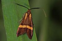 Nemophora degeerella
