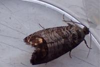 Cydia pomonella