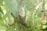 Yponomeuta rorrella
