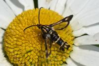 Chamaesphecia nigrifrons