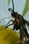 Chamaesphecia nigrifrons