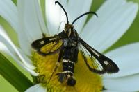 Chamaesphecia nigrifrons
