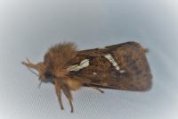 Korscheltellus lupulinus