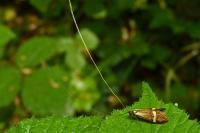 Nemophora degeerella