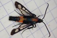 Synanthedon stomoxiformis