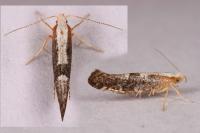 Argyresthia spinosella