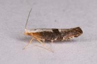 Argyresthia spinosella
