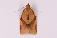 Clepsis consimilana