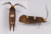 Incurvaria masculella