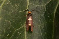 Incurvaria masculella