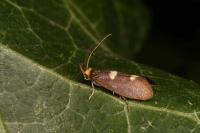 Incurvaria masculella
