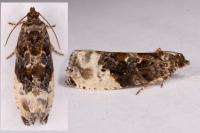 Hedya nubiferana