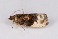 Hedya nubiferana
