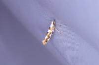 Argyresthia brockeella