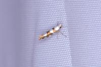 Argyresthia brockeella