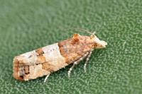 Lobesia indusiana