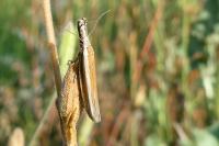 Pleurota aristella