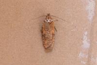 Exaeretia lutosella